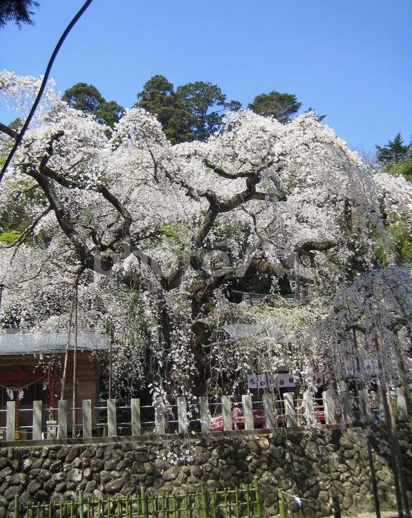 ⛩️ 스와 신사(오가와 스와 진자) 이미지 7